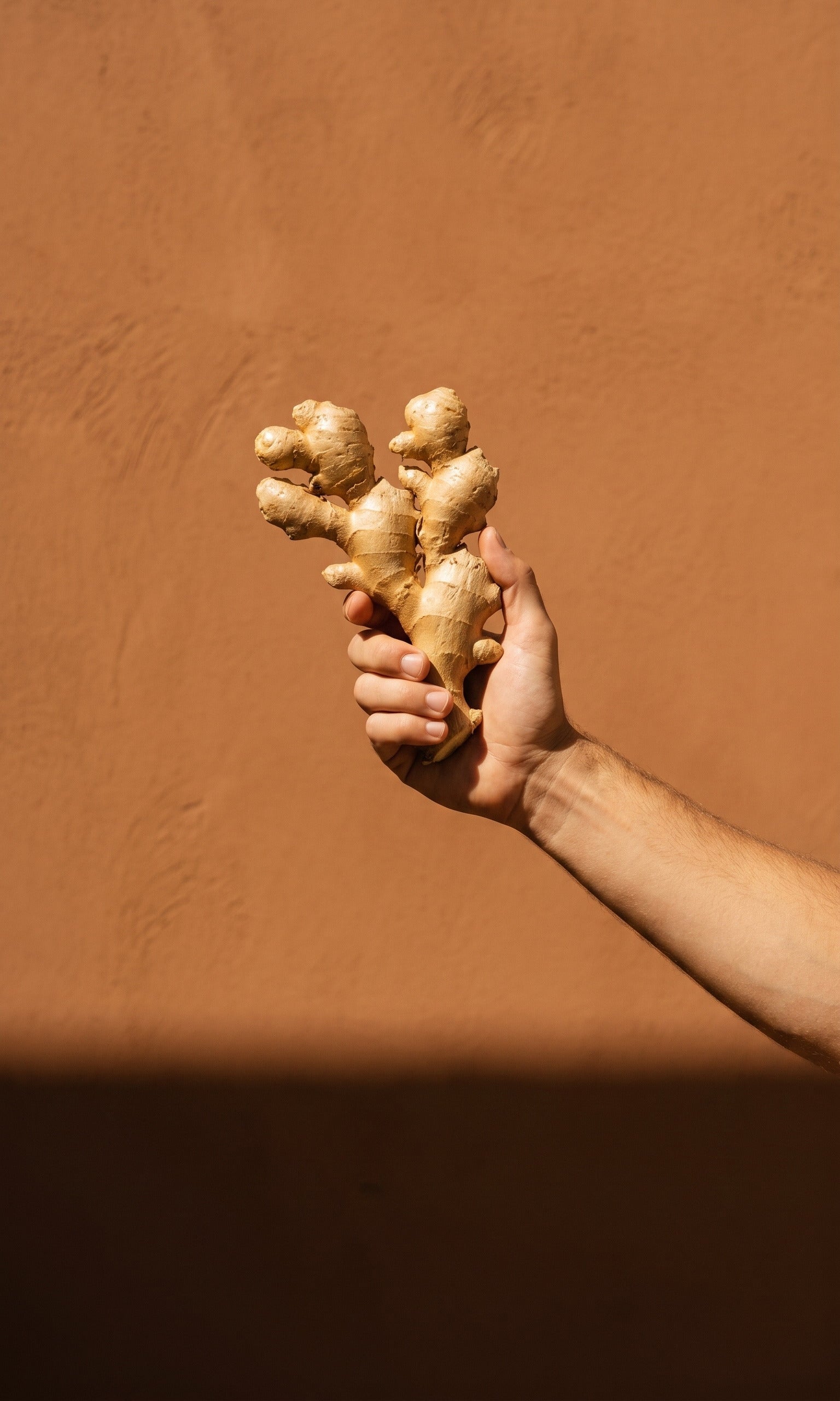 Fresh whole ginger root held up in hard sunlight against a terracotta wall